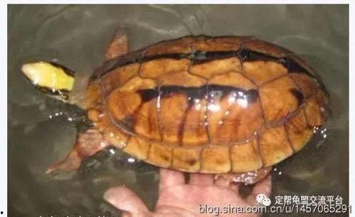 金钱龟图片,珍贵濒危的“水中黄金”