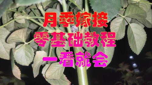 嫁接月季花视频,视频教程详解