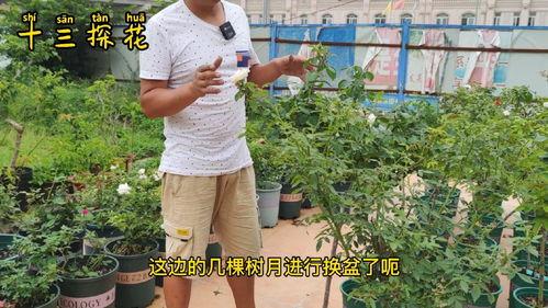 嫁接月季花视频,视频教程详解