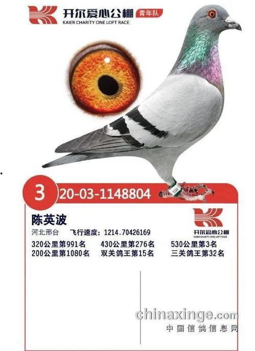 冠军鸽子图片大全大图,图鉴大赏
