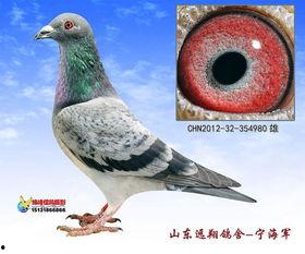 冠军鸽子图片大全大图,图鉴大赏