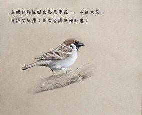麻雀教学视频,轻松掌握鸟类知识，开启自然探索之旅