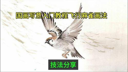 麻雀教学视频,轻松掌握鸟类知识，开启自然探索之旅