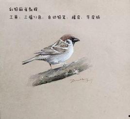 麻雀教学视频,轻松掌握鸟类知识，开启自然探索之旅