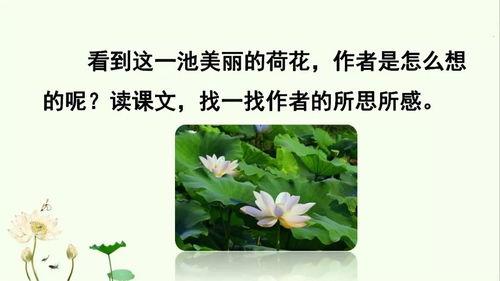 荷花教学视频,领略自然之美，感受艺术魅力