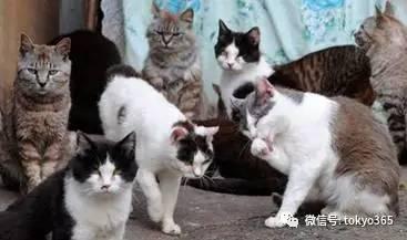 日本为什么喜欢猫,揭秘猫咪为何成为国宝级宠物