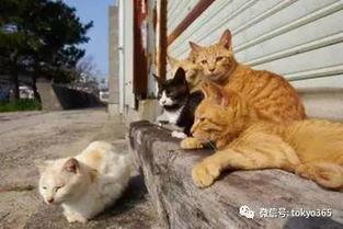 日本为什么喜欢猫,揭秘猫咪为何成为国宝级宠物