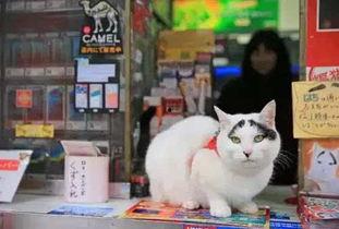 日本为什么喜欢猫,揭秘猫咪为何成为国宝级宠物