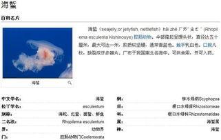 海蜇长什么样图片,海蜇的神秘形态与独特魅力