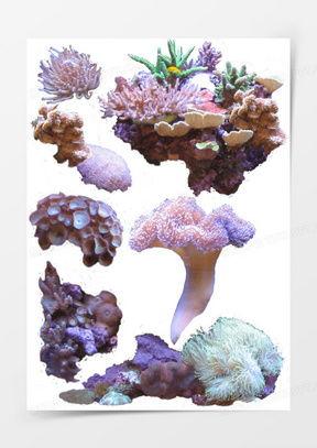 海底植物图片大全,探索神秘海洋生态画卷