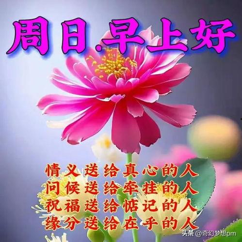 周日早安图片,温馨晨光，美好心情开启新篇章”