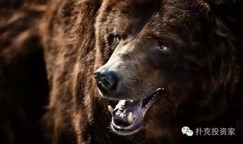 各种熊的图片大全大图,各大熊种图片大赏