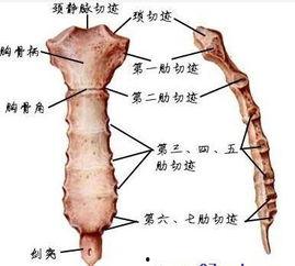 胸骨柄骨头凸起图片,骨骼解剖之美