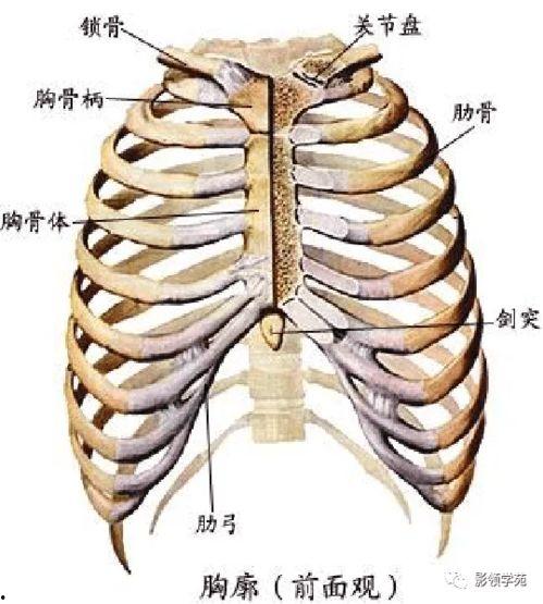胸骨柄骨头凸起图片,骨骼解剖之美