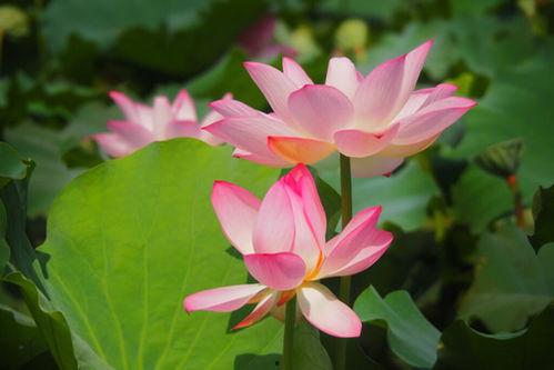 莲花照片大全高清图片,高清莲花照片大全赏析