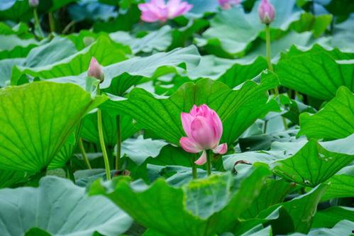 莲花照片大全高清图片,高清莲花照片大全赏析