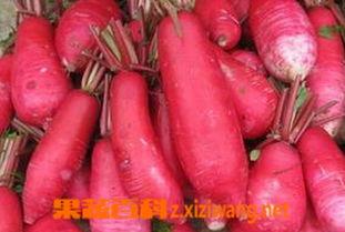 胭脂萝卜的图片,色泽诱人，营养丰富的健康佳品