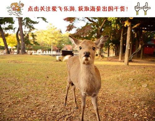 日本最小鹿,探寻日本最小鹿的可爱魅力