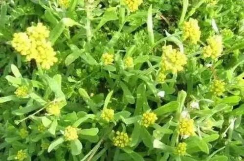 珍珍花图片,绽放自然之美，探寻生命奥秘