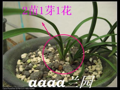 珍珍花图片,绽放自然之美，探寻生命奥秘