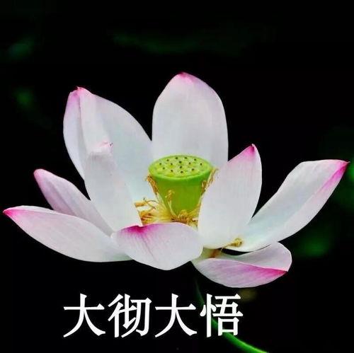 最漂亮的头像大全图片,最漂亮头像大全图片赏析