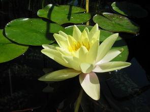 黄荷花图片大全,自然之美尽收眼底