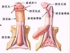 阴茎白斑初期图片大全,阴茎白斑早期症状图解解析