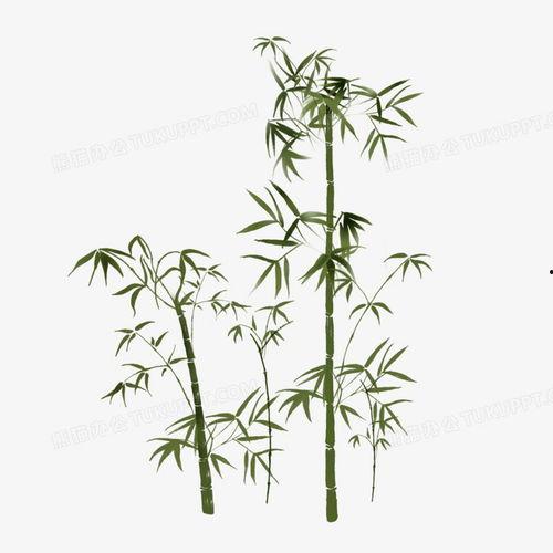 竹子的图片大全大图,竹子图片大全大图赏析