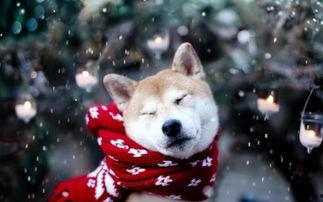日本八公犬的故事,忠诚与生命的永恒守候