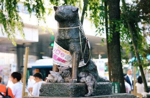 日本八公犬的故事,忠诚与生命的永恒守候