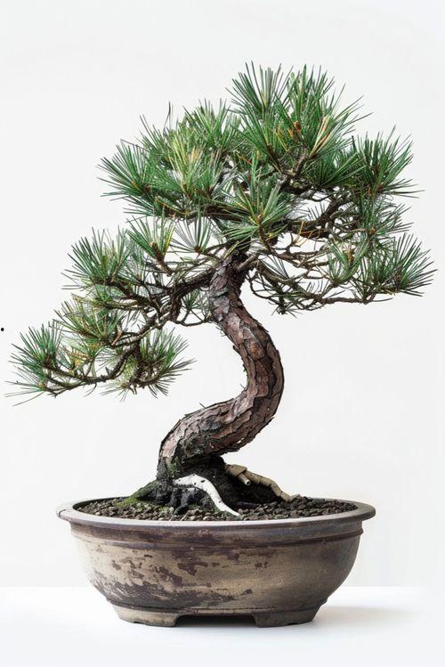 黑松图片大全,图片大全中的自然画卷