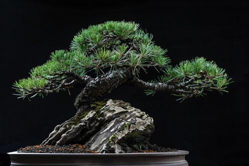 黑松图片大全,图片大全中的自然画卷