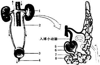 男性泌尿系统图片,男性泌尿系统结构解析与功能概述