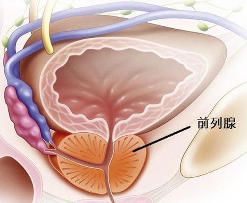 男性泌尿系统图片,男性泌尿系统结构解析与功能概述
