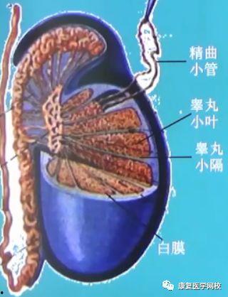 男性泌尿系统图片,男性泌尿系统结构解析与功能概述