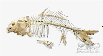 鱼骨图片大全,探寻海洋生物的骨骼奥秘