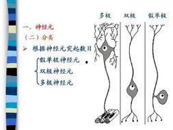 胚胎组织流出来图片,揭示生命起源的奥秘