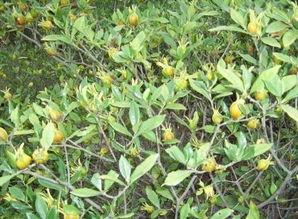 黄栀子图片,色彩斑斓的天然香料与药用植物