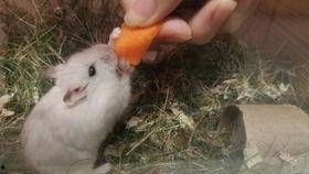 仓鼠可爱视频,仓鼠可爱视频集锦