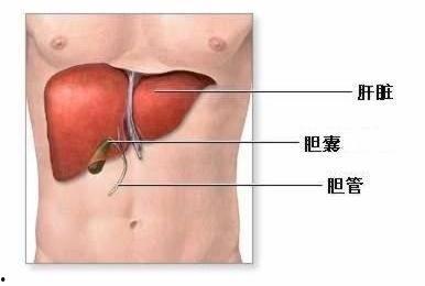 肝脏的位置图片,人体“化工厂”的神秘位置与功能