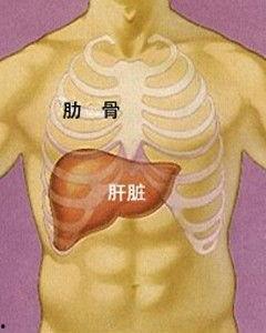 肝脏的位置图片,人体“化工厂”的神秘位置与功能