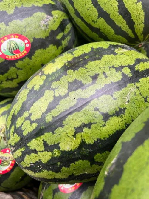 哈密产区瓜价格今日价,产区行情实时盘点