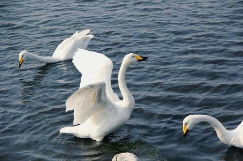 天鹅图片大全大图,高清图鉴中的优雅飞翔