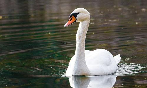 天鹅图片大全大图,高清图鉴中的优雅飞翔