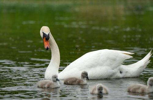 天鹅图片大全大图,高清图鉴中的优雅飞翔