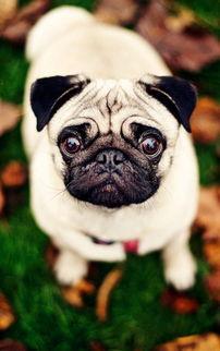 土哈巴狗图片大全,图片大全里的可爱瞬间