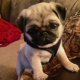 土哈巴狗图片大全,图片大全里的可爱瞬间