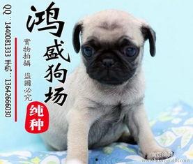 土哈巴狗图片大全,图片大全里的可爱瞬间