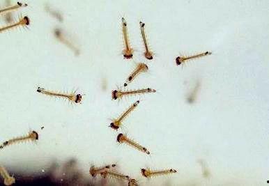 食人巨蚊 国语,惊悚食人族入侵，生存之战一触即发