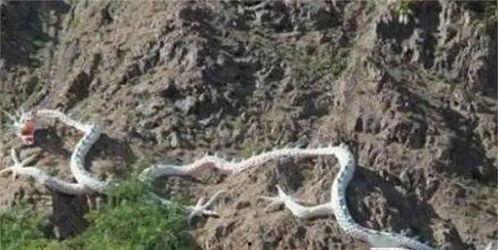 吃人图片大全大图,吃人图片大全大图背后的恐怖真相